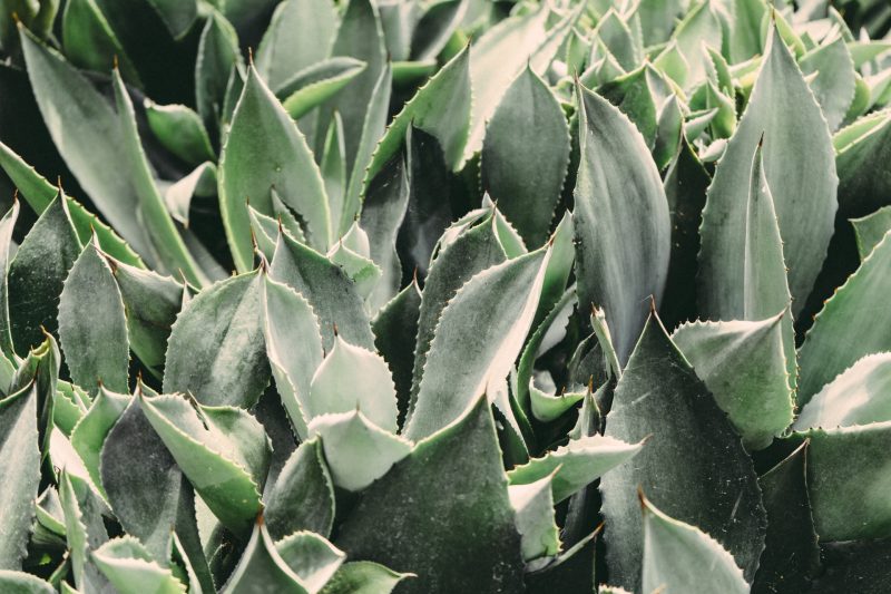 aloes